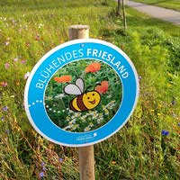 Bild zum Artikel "Blühendes Friesland"