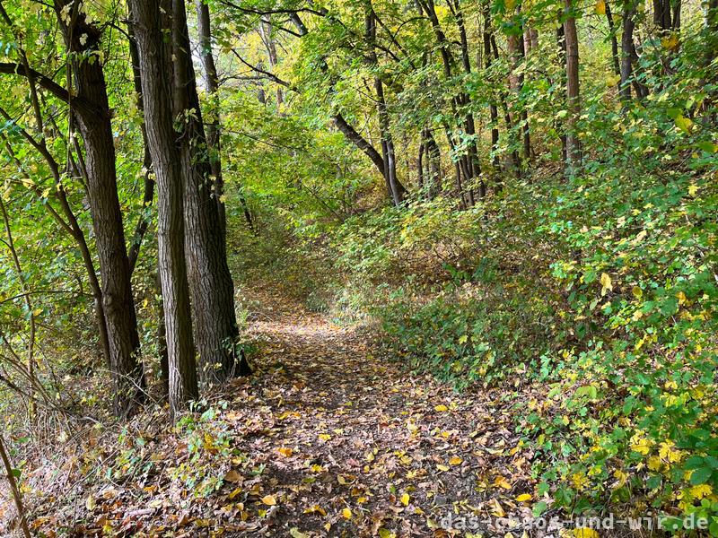 Herbstwald bei Bad Sulza