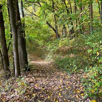 Herbstwald bei Bad Sulza