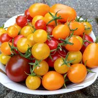 Bild zur Seite "Tomate"